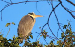 High Heron Wallpaper