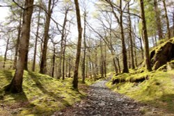 Forest covered with moss at Borrowdale Wallpaper