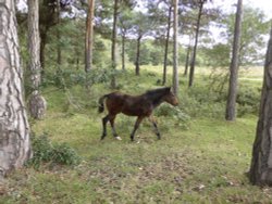 A Young New Forest Pony Near Lyndhurst, Hampshire