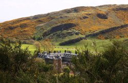Blooming  Heather in Holyrood Palace park Edinburgh Wallpaper