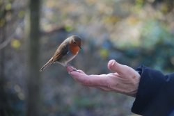 Friendly Robin at Tehidy Country Park, Camborne, Cornwall. Wallpaper