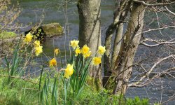 Daffodils along river Wye at Monsal Head trail Wallpaper
