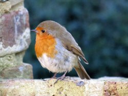Robin, eastcote house gardens Wallpaper