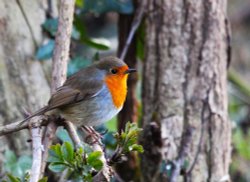 Robin Hall Place Wallpaper