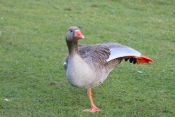 Goose Hall place Wallpaper