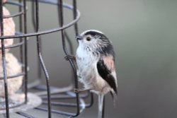 Long tailed tit Wallpaper