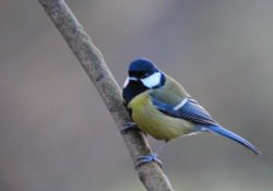 Great tit Hall Place Wallpaper
