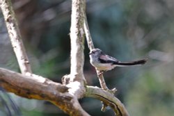 Long tailed tit Wallpaper