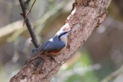 Nuthatch Wallpaper