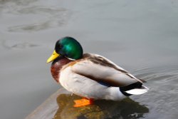 Mallard duck Wallpaper
