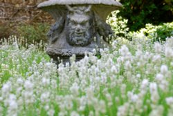 Lavender in the gardens of Athelhampton House Wallpaper