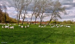 Stour Valley Spring Shillingstone Wallpaper