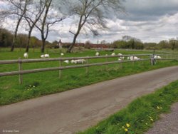 Stour Valley Spring Shillingstone Wallpaper