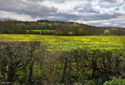 Stour Valley Spring North Dorset Wallpaper