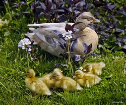 Stour Valley Spring Wallpaper
