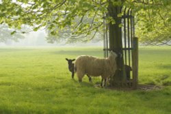 Sheep, Tusmore Park Estate, Hardwick, Oxfordshire