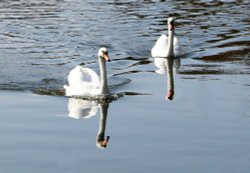 Swans at Rickmansworth
