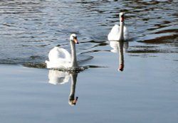 Swans at Rickmansworth Wallpaper
