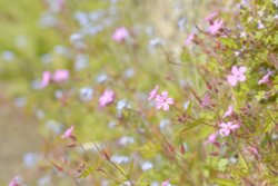Herb Robert in Sandford St Martin, Oxfordshire Wallpaper