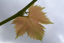 Vine Leaf at Steeple Claydon, Buckinghamshire Wallpaper
