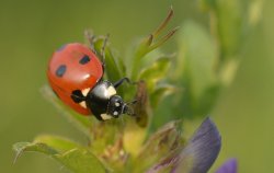 Ladybird at Tackley, Oxfordshire