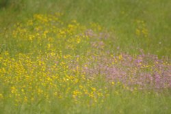 Meadow Flowers near Souldern, Oxfordshire Wallpaper