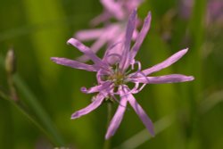 Ragged Robin near Souldern, Oxfordshire Wallpaper