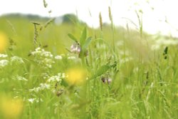Hay Meadow at Somerton, Oxfordshire Wallpaper