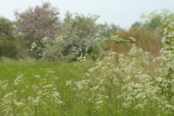 Hay Meadow at Somerton, Oxfordshire Wallpaper