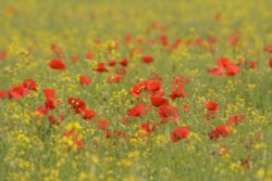 Poppies at Somerton, Oxfordshire Wallpaper