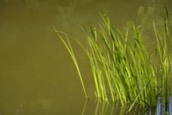 Sourland Pool, Farnborough Hall, Farnborough, Warwickshire Wallpaper