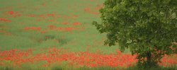Poppies at Cottisford, Oxfordshire Wallpaper