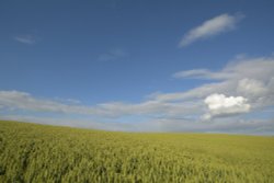 Wheat Field, near Souldern, Oxfordshire Wallpaper