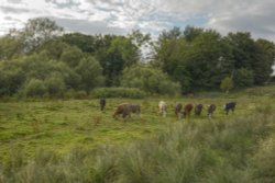 A Few Cattle near Somerton, Oxfordshire Wallpaper
