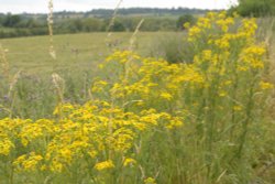 Trackside Ragwort, Somerton, Oxfordshire Wallpaper