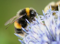 eastcote house gardens Wallpaper