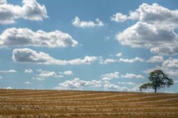 Lone Tree near Radstone, Northamptonshire