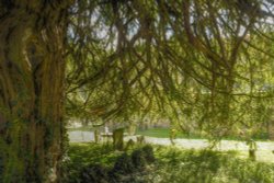 Spreading Yew in the Churchyard, Westbury, Buckinghamshire Wallpaper