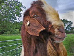 North Dorset Trailway Wallpaper