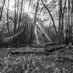 Hartshill Hayes Wallpaper