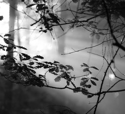 Hartshill Hayes Wallpaper