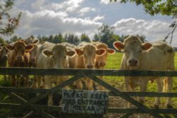 Bullocks at a Gate, Ludgershall, Buckinghamshire Wallpaper