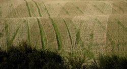 Patterned Field near Souldern, Oxfordshire Wallpaper