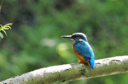 Kingfisher Wallpaper