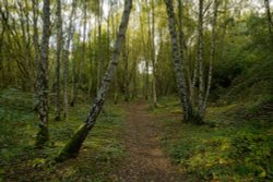 Wooded Path at Calvert Jubilee Nature Reserve, Calvert, Buckinghamshire Wallpaper