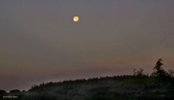 Morning Moon, North Dorset Trailway. Wallpaper