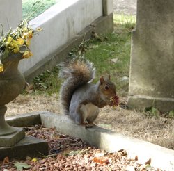A Squirrel Enjoying a Flower in Gravesend Cemetery. Wallpaper