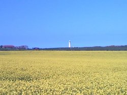 Rapeseed at Flamborough Head Wallpaper