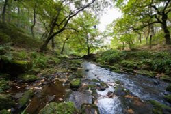 Black Brook Wallpaper