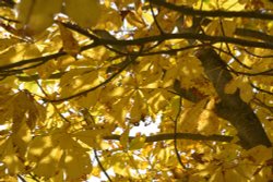 Autumn Leaves near Brill, Buckinghamshire Wallpaper